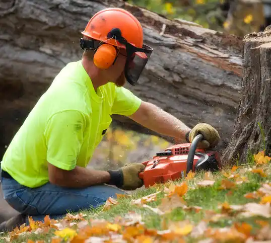 tree services Hudsonville